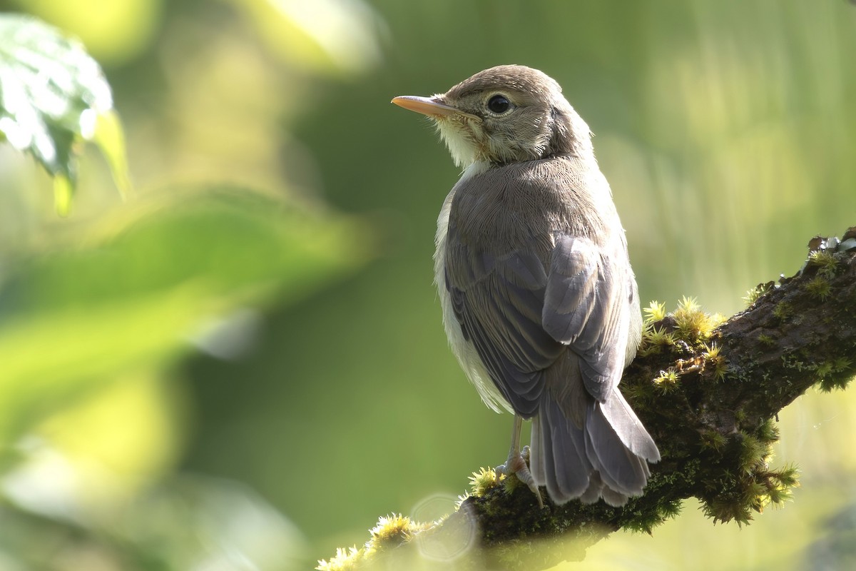 Melodious Warbler - ML620762206