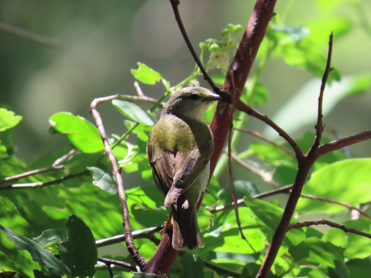 Tennessee Warbler - ML620762207