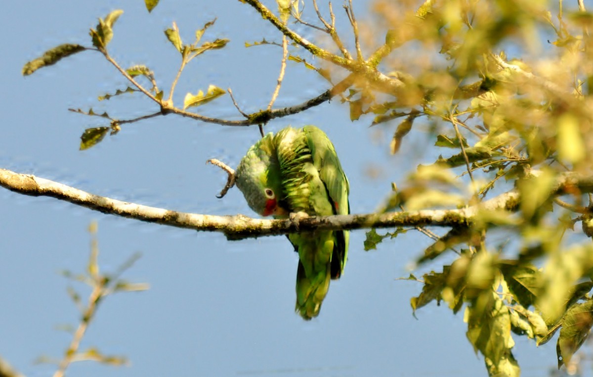 Red-lored Parrot - ML620762208