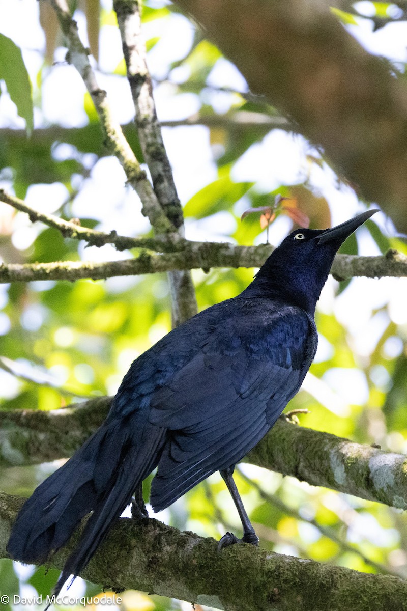 Great-tailed Grackle - ML620762209
