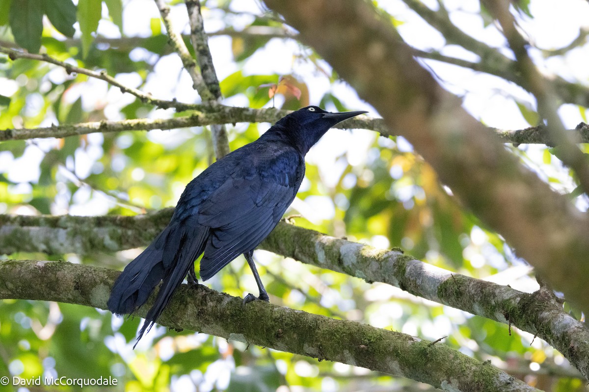 Great-tailed Grackle - ML620762210