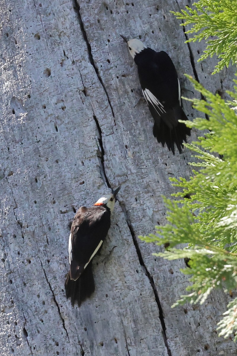 White-headed Woodpecker - ML620762211