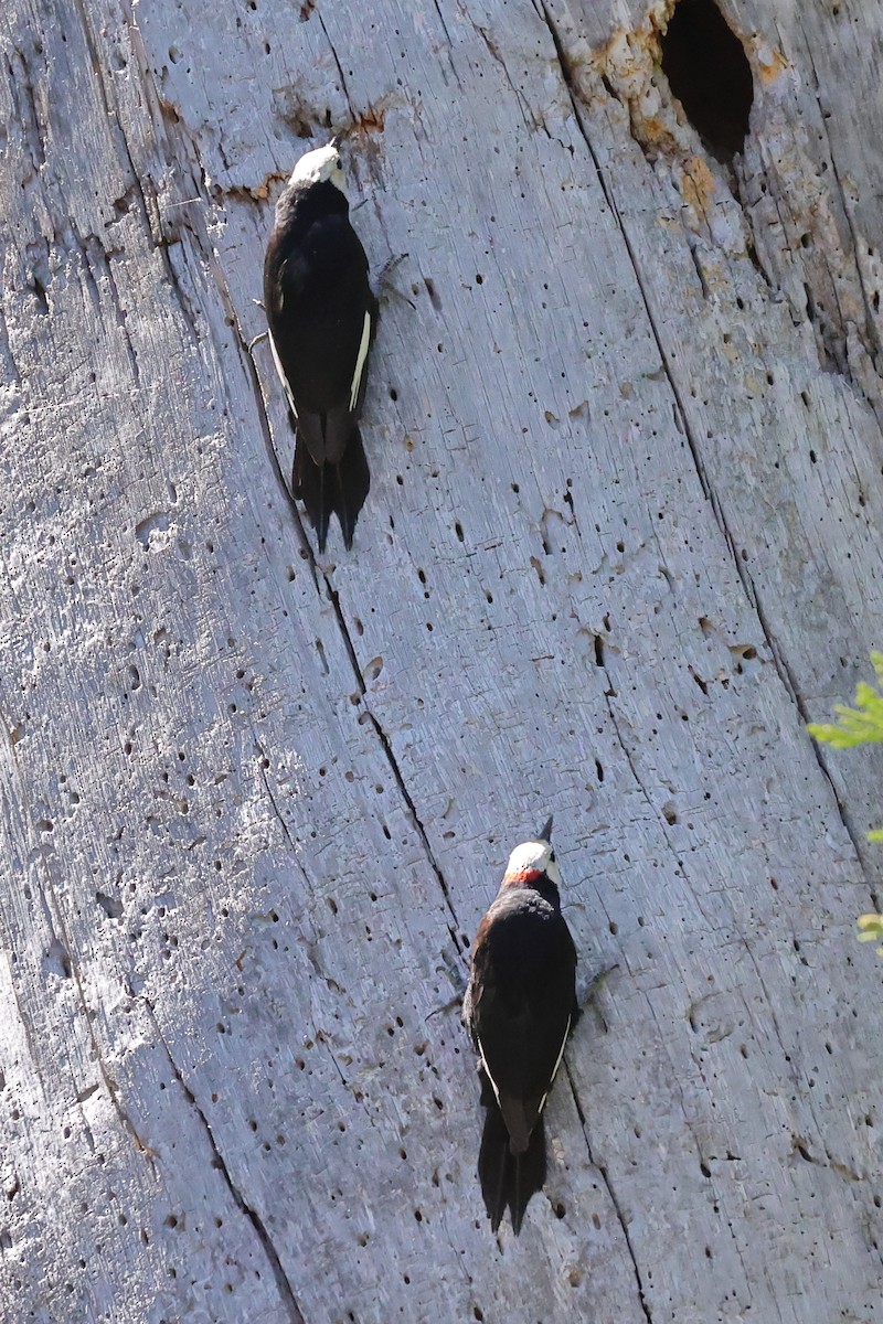 White-headed Woodpecker - ML620762213