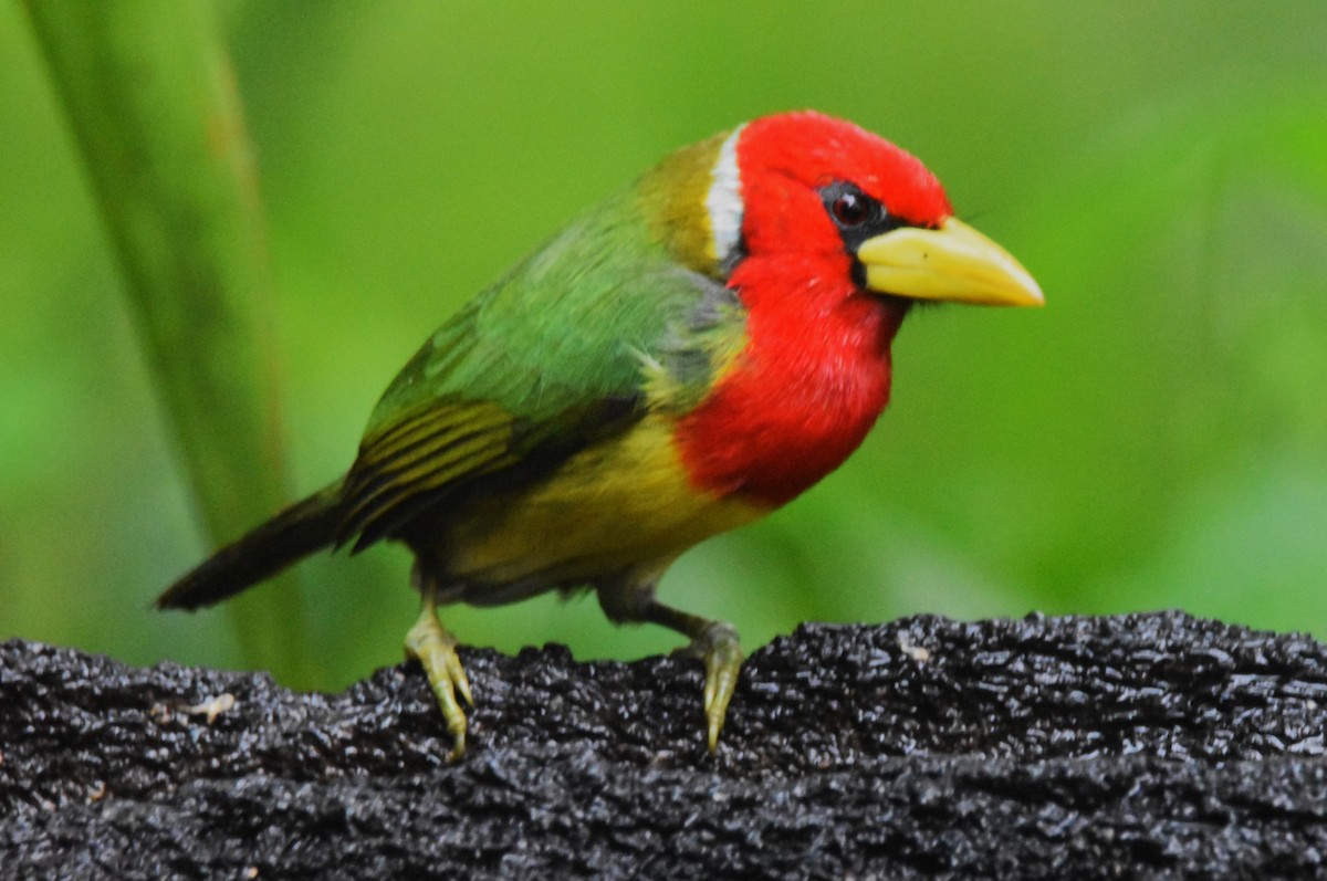 Red-headed Barbet - ML620762221