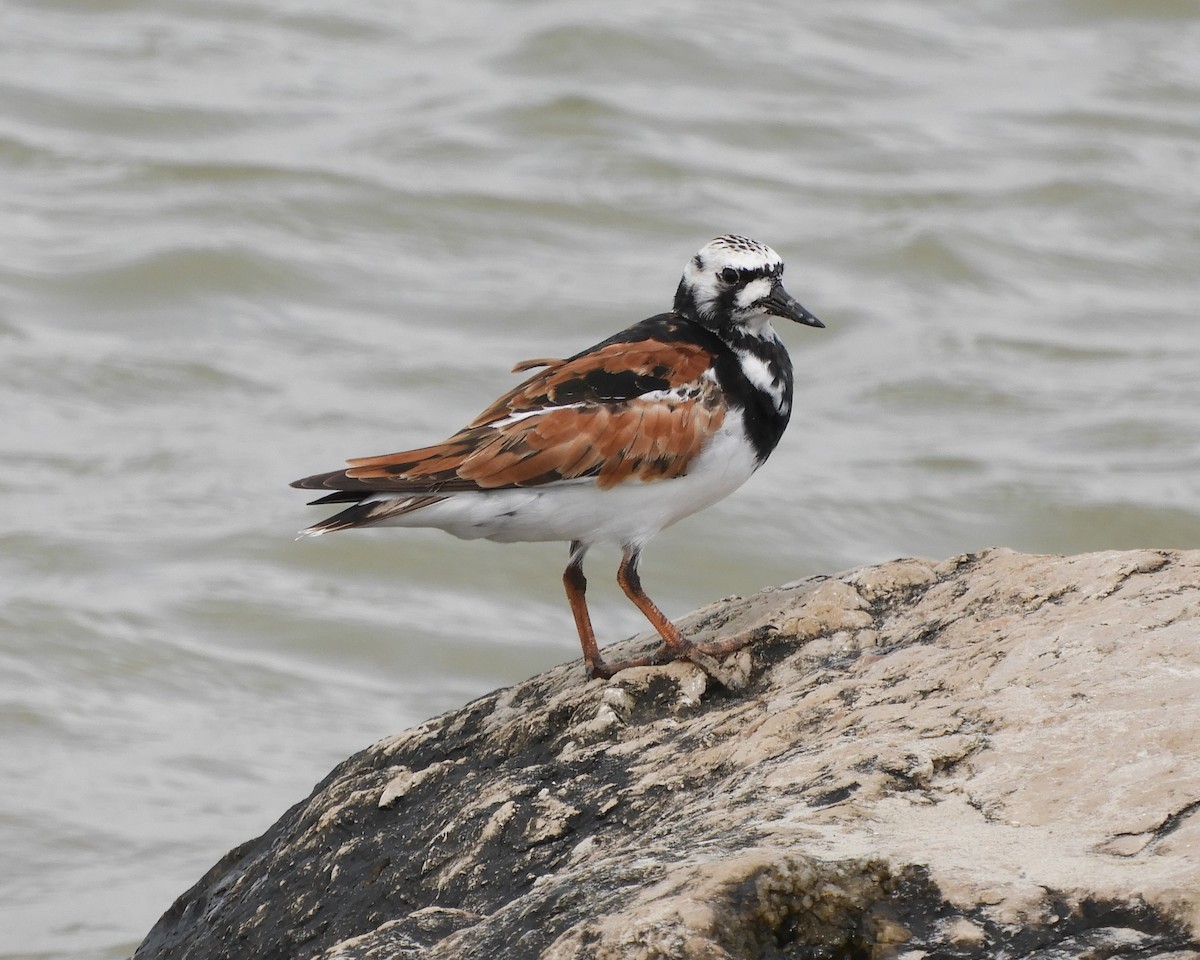 Ruddy Turnstone - ML620762222