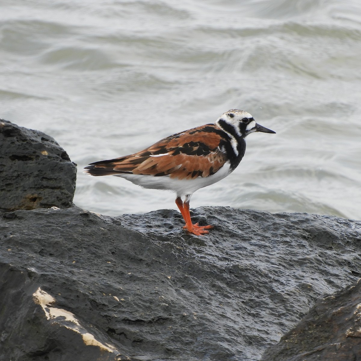 Ruddy Turnstone - ML620762223