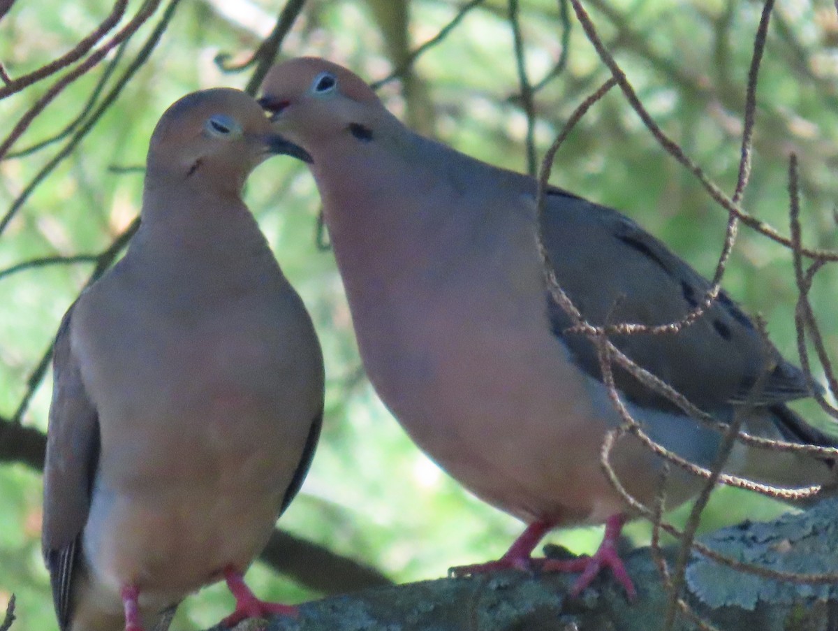 Mourning Dove - ML620762226