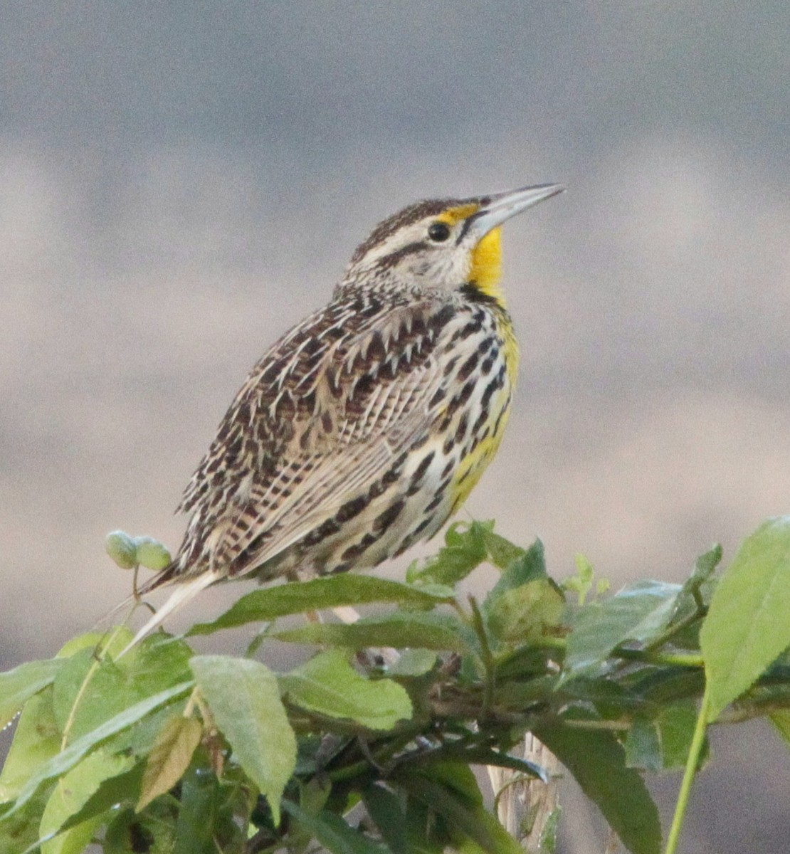 Eastern Meadowlark - ML620762232