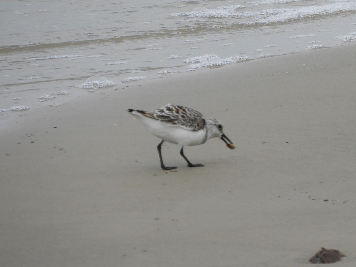 Least Sandpiper - ML620762237