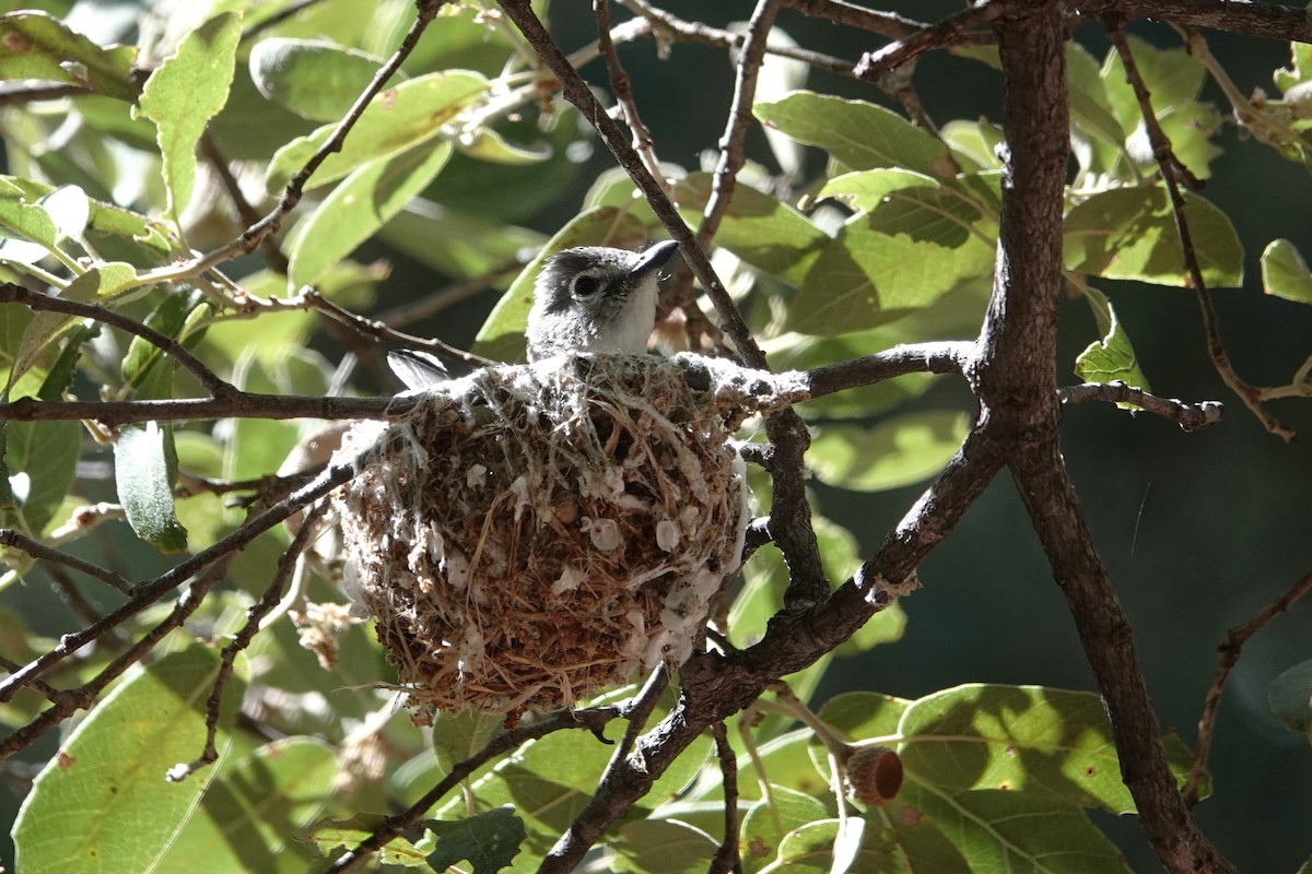 Plumbeous Vireo - ML620762239