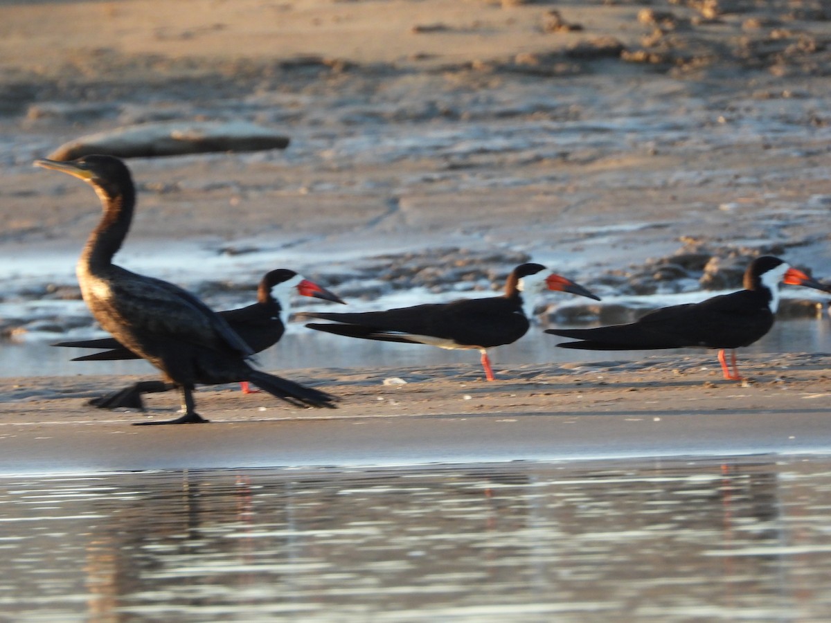 Black Skimmer - ML620762240