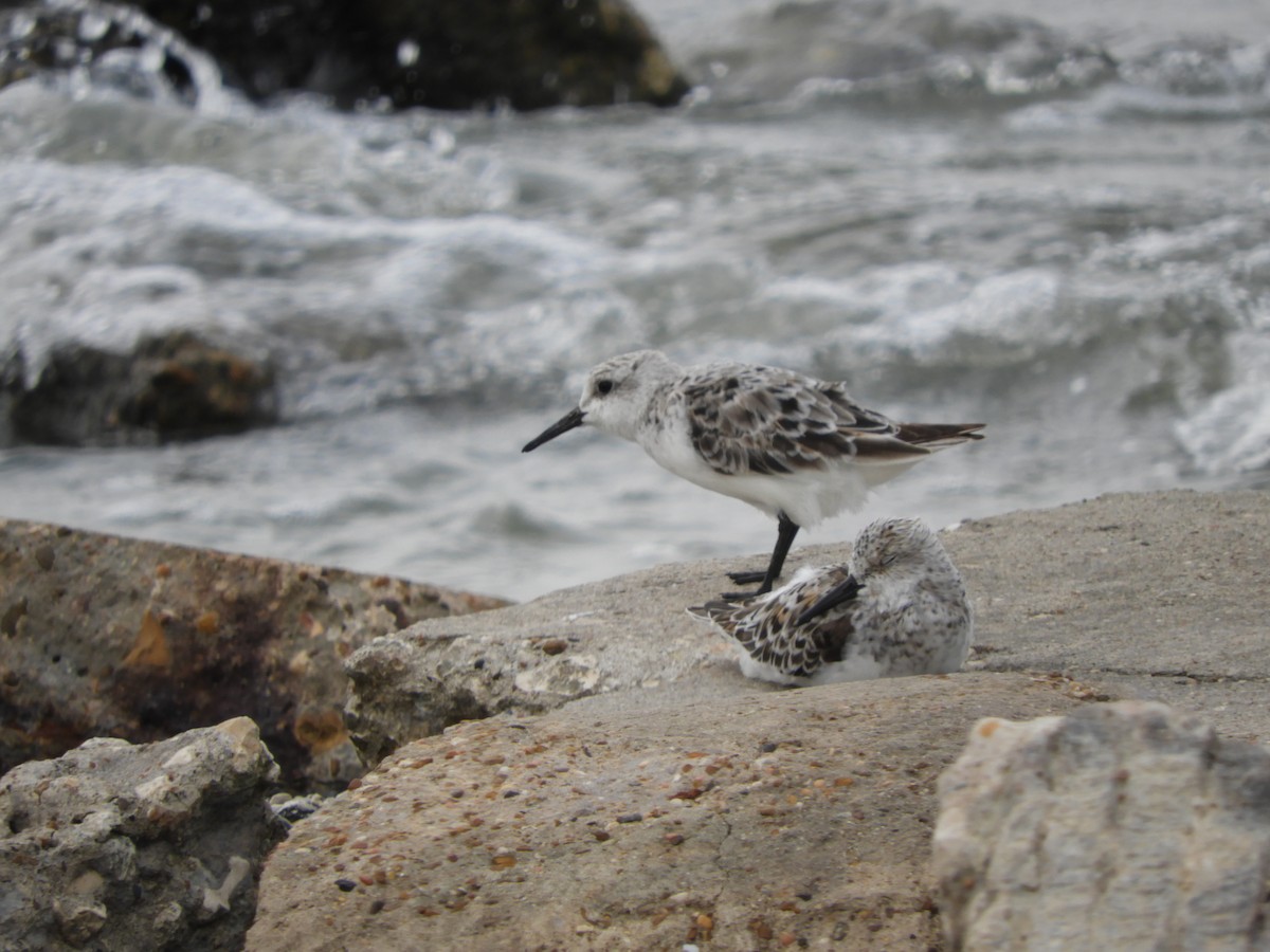 Least Sandpiper - ML620762241