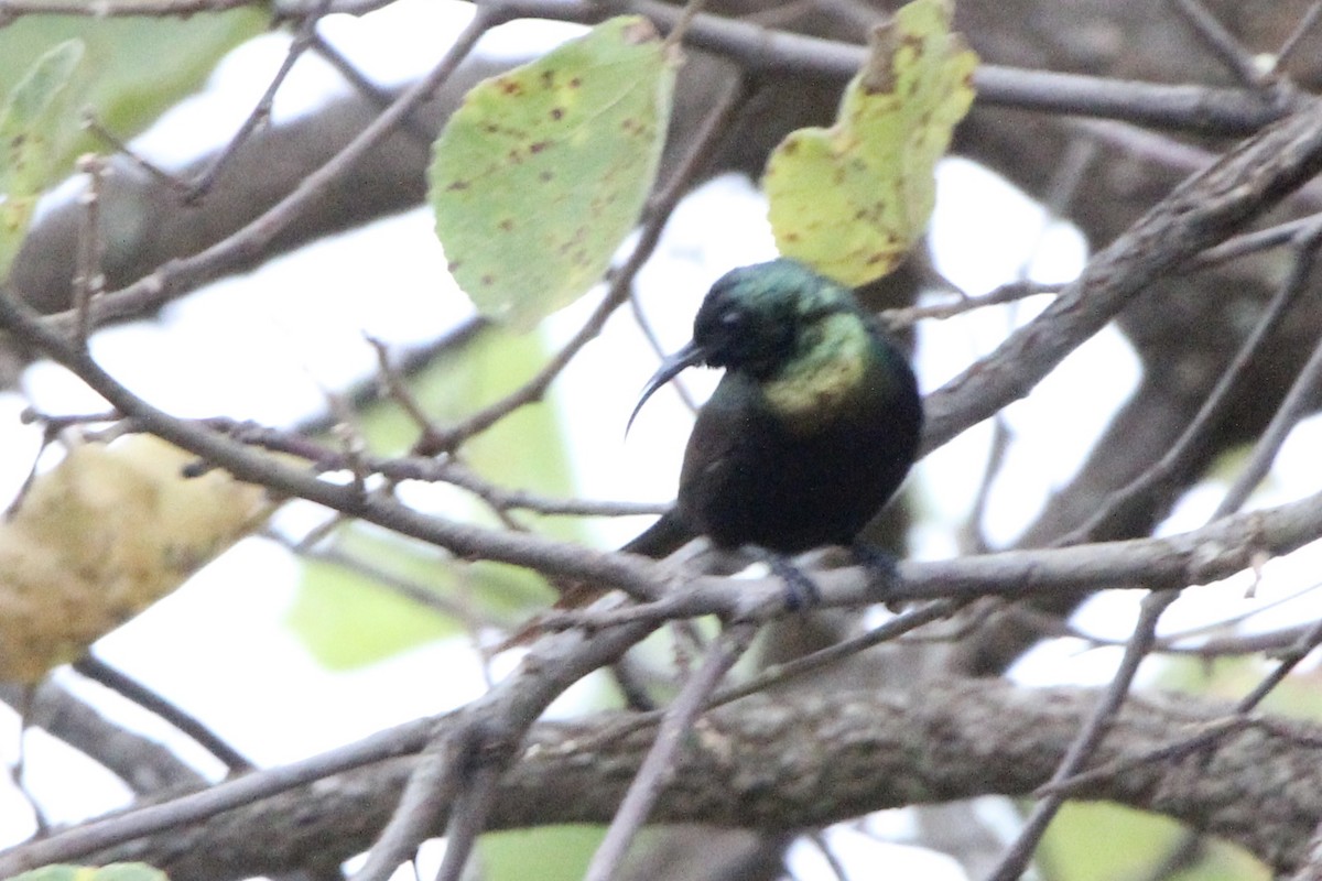 Bronze Sunbird - Anna Siegel