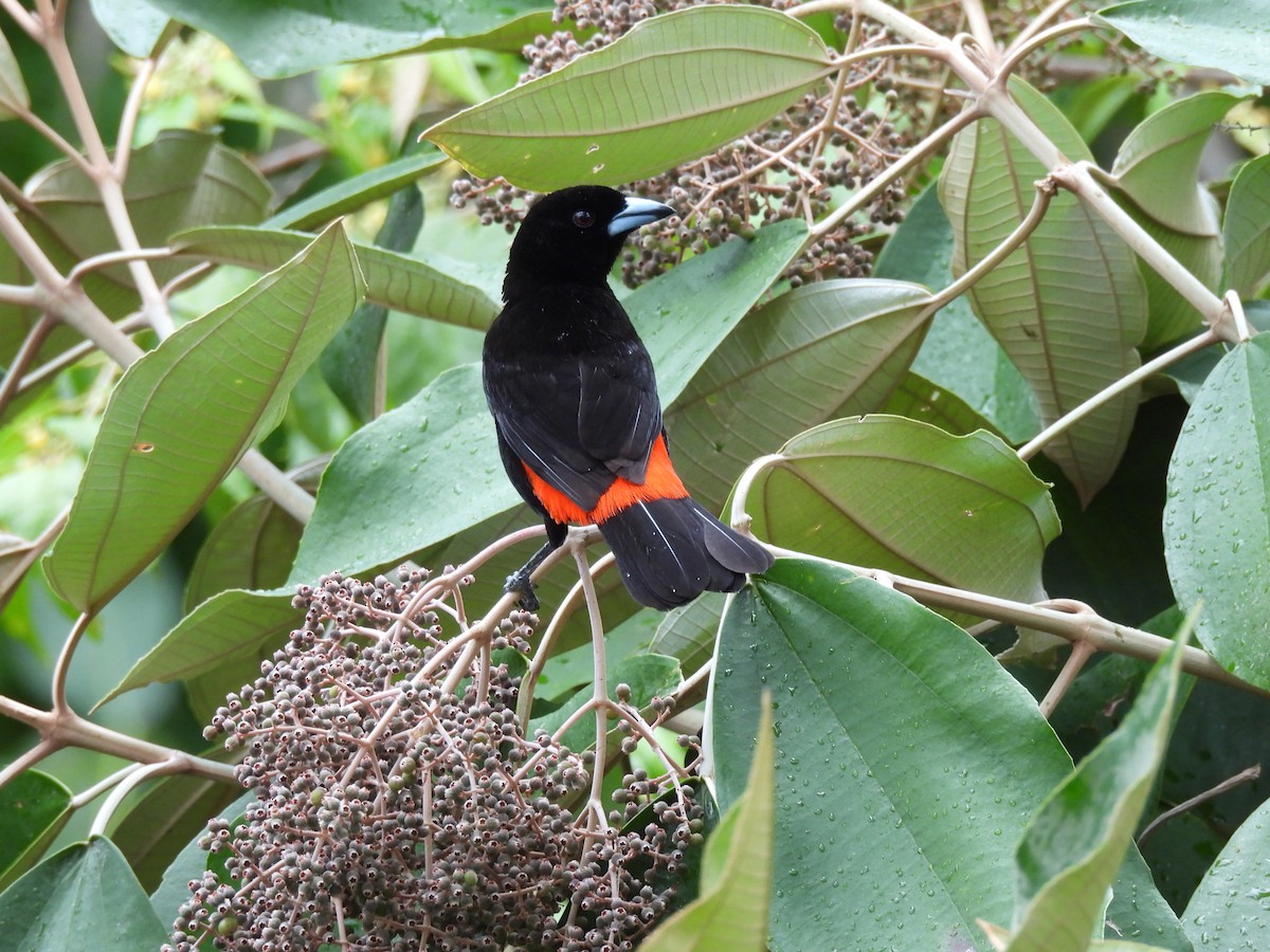 Scarlet-rumped Tanager - ML620762253