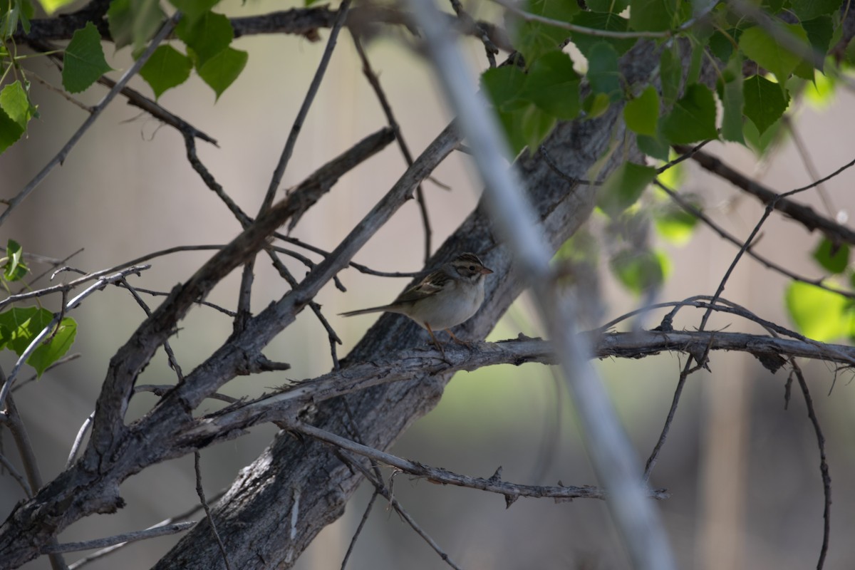 Clay-colored Sparrow - ML620762259