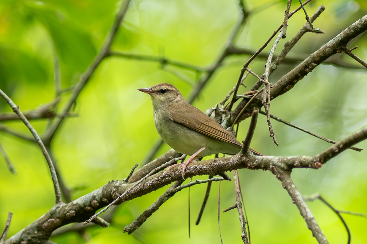 Swainson's Warbler - ML620762261