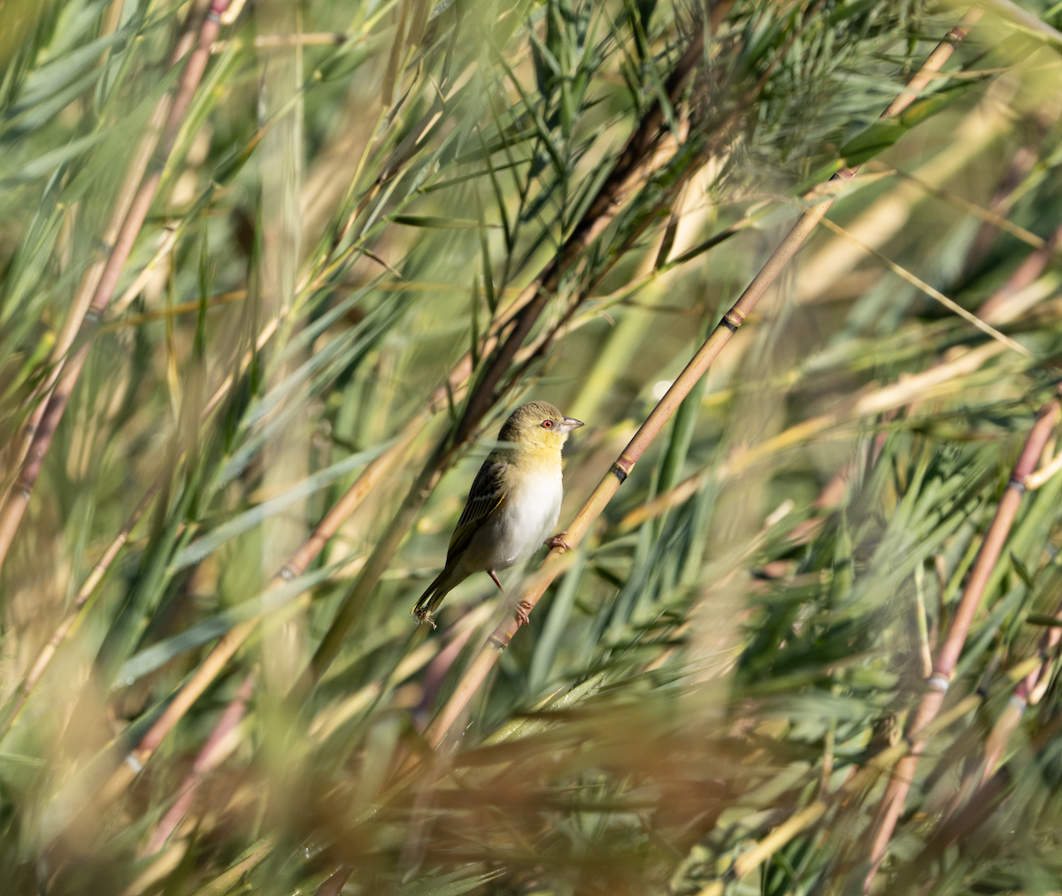 Southern Masked-Weaver - sheila rowe