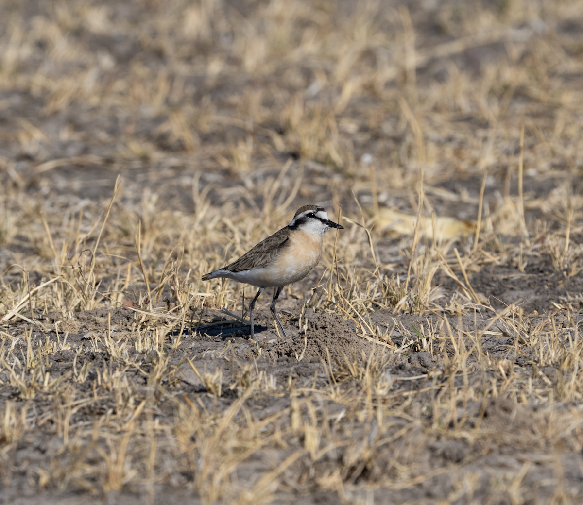 Kittlitz's Plover - sheila rowe