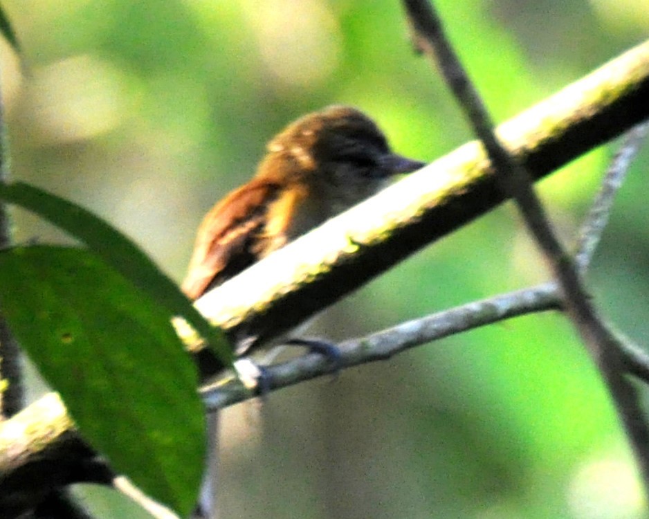 Wedge-billed Woodcreeper - ML620762268