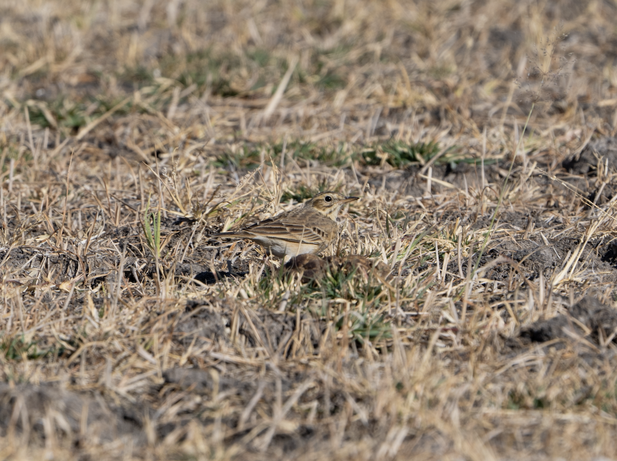 African Pipit - ML620762271