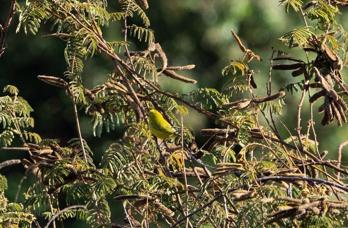 Southern Yellow White-eye - ML620762273