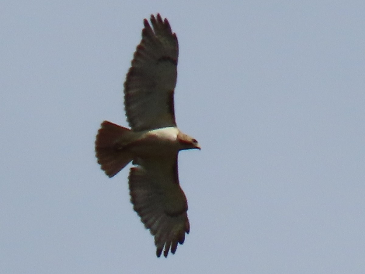 Red-tailed Hawk - ML620762276