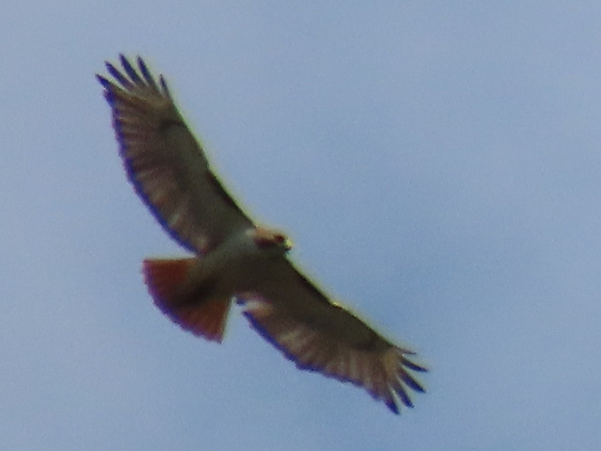 Red-tailed Hawk - ML620762277