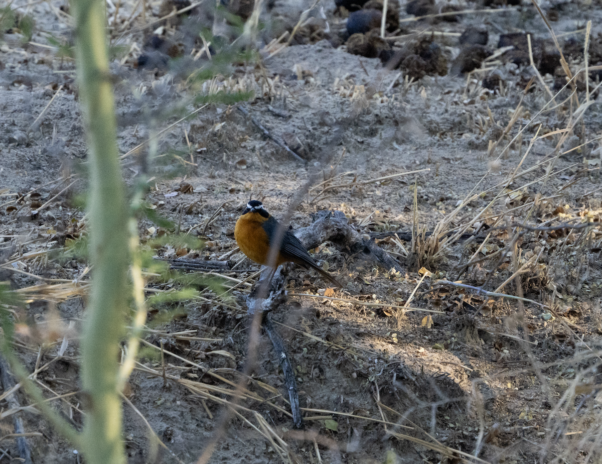 White-browed Robin-Chat - ML620762279