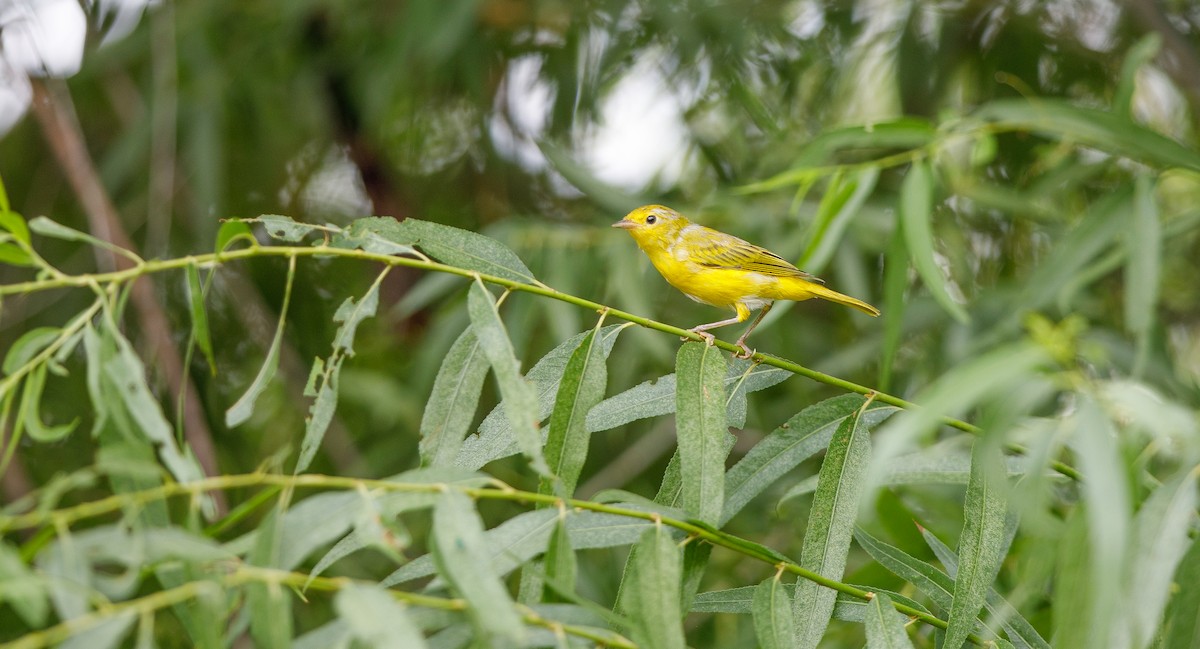 Yellow Warbler (Northern) - ML620762281