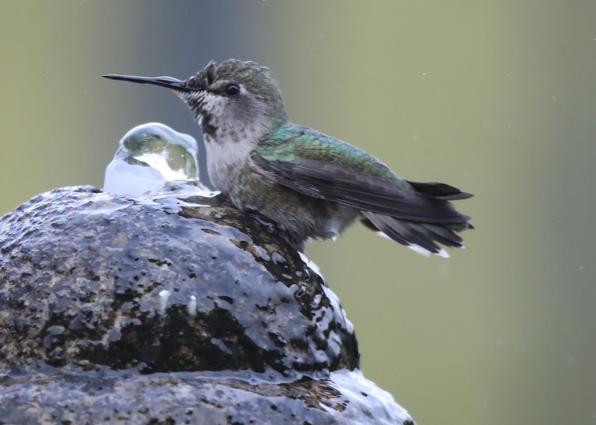 Anna's Hummingbird - ML620762290