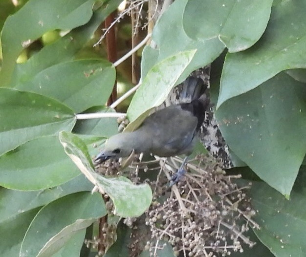 Palm Tanager - Mary-Lane Baker