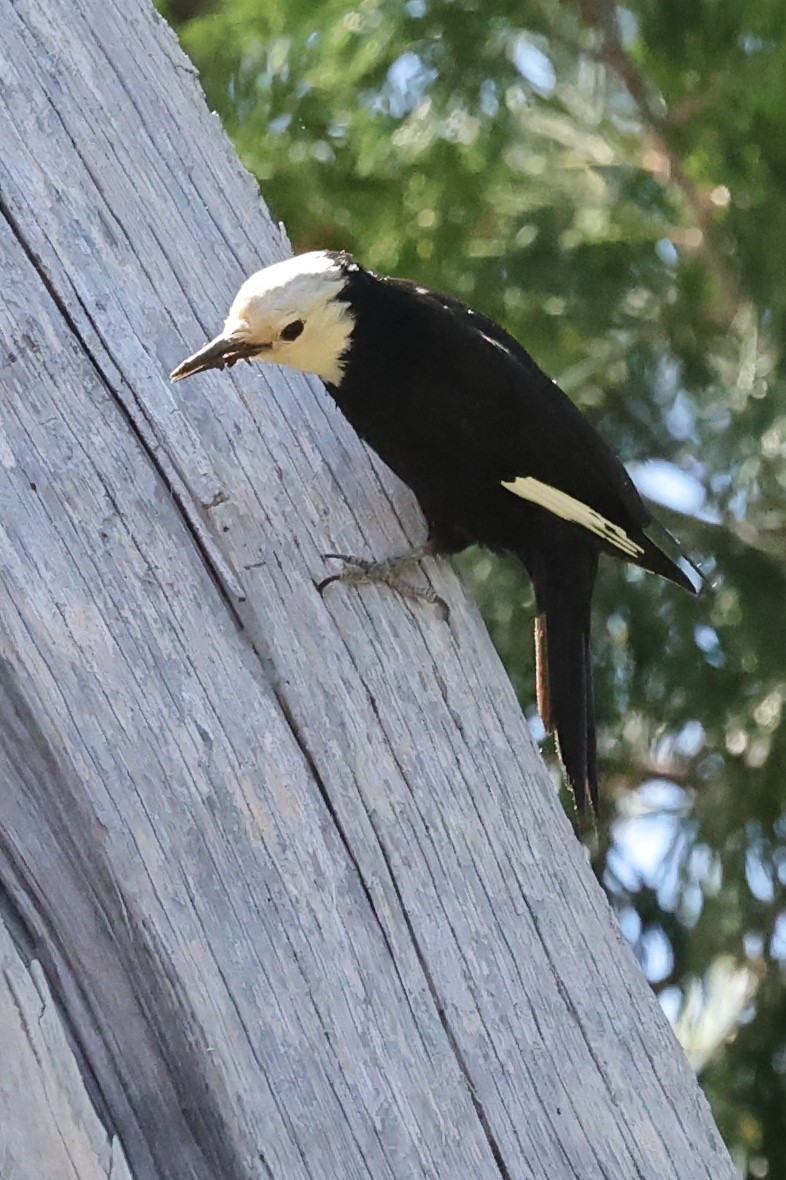 White-headed Woodpecker - ML620762295