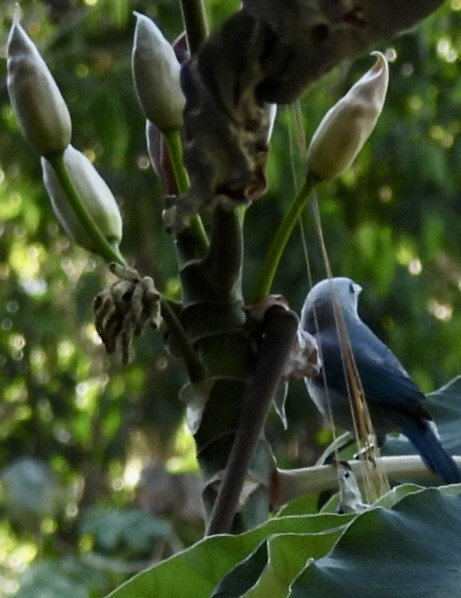 Blue-gray Tanager - ML620762296