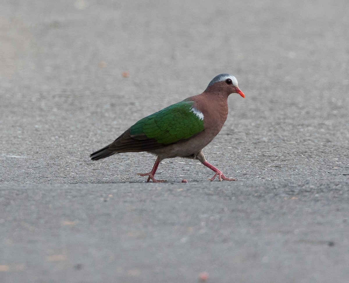 Asian Emerald Dove - Caitlin Kiska