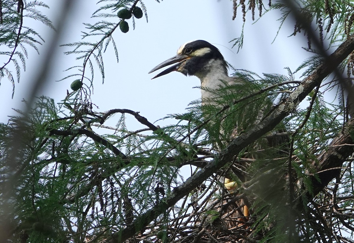 Yellow-crowned Night Heron - ML620762301