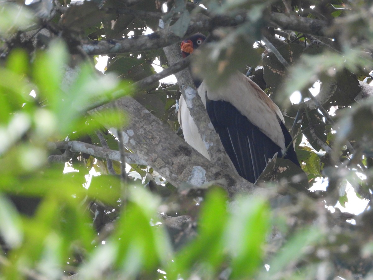 King Vulture - ML620762306