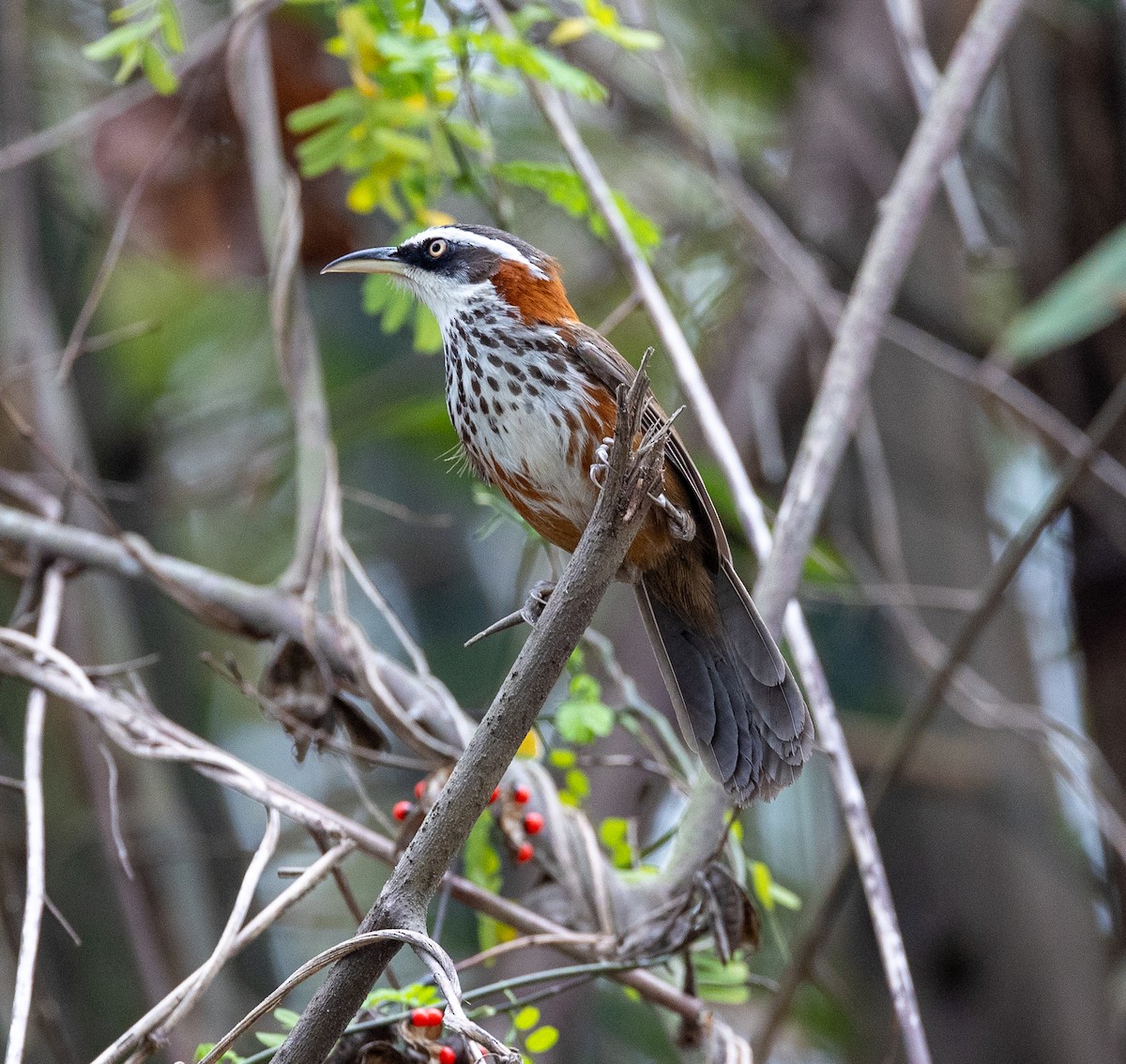 Taiwan Scimitar-Babbler - ML620762311