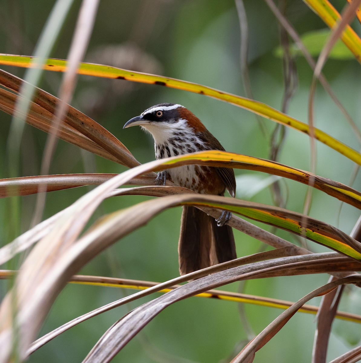 Taiwan Scimitar-Babbler - ML620762312