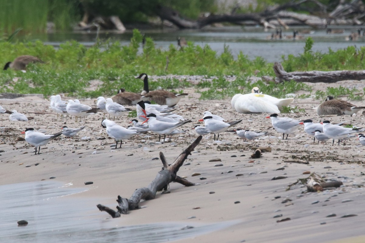 Caspian Tern - ML620762313