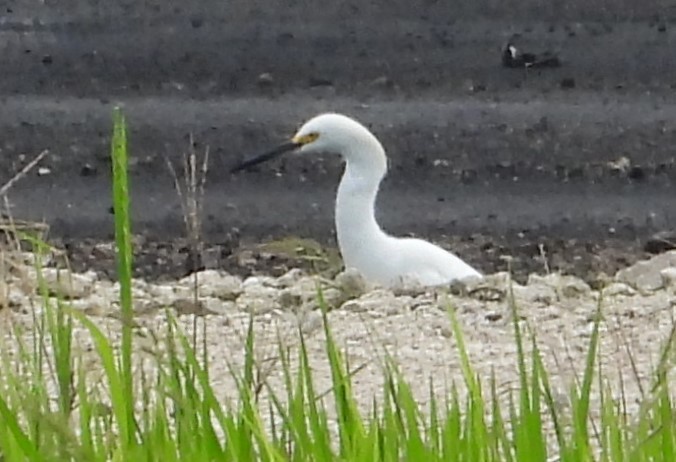 Snowy Egret - ML620762316