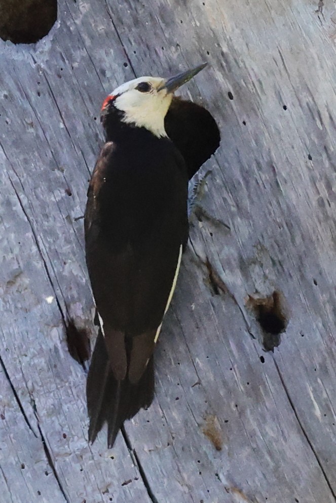 White-headed Woodpecker - ML620762318