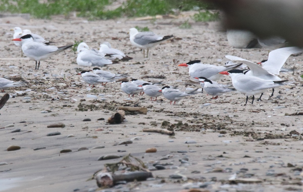 Common Tern - ML620762322