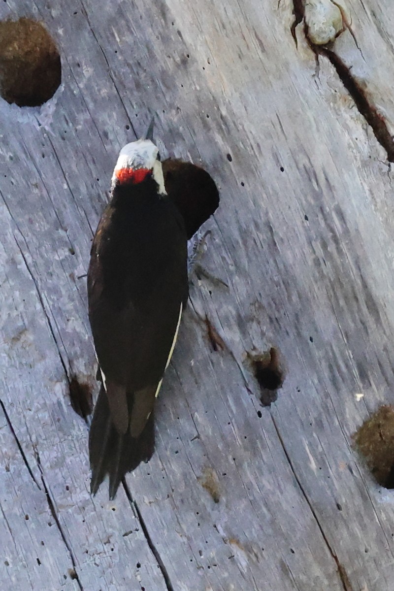 White-headed Woodpecker - ML620762325