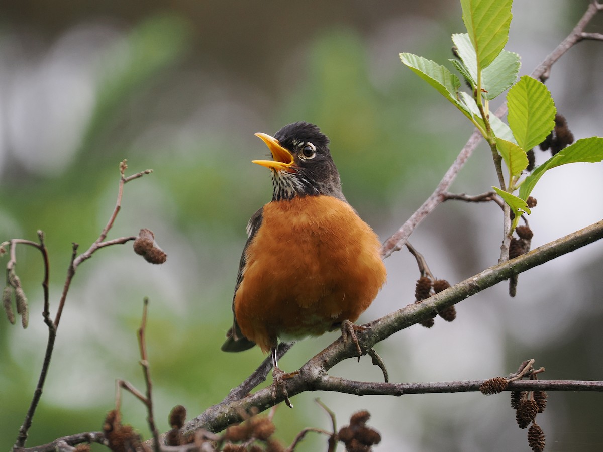 American Robin - ML620762342