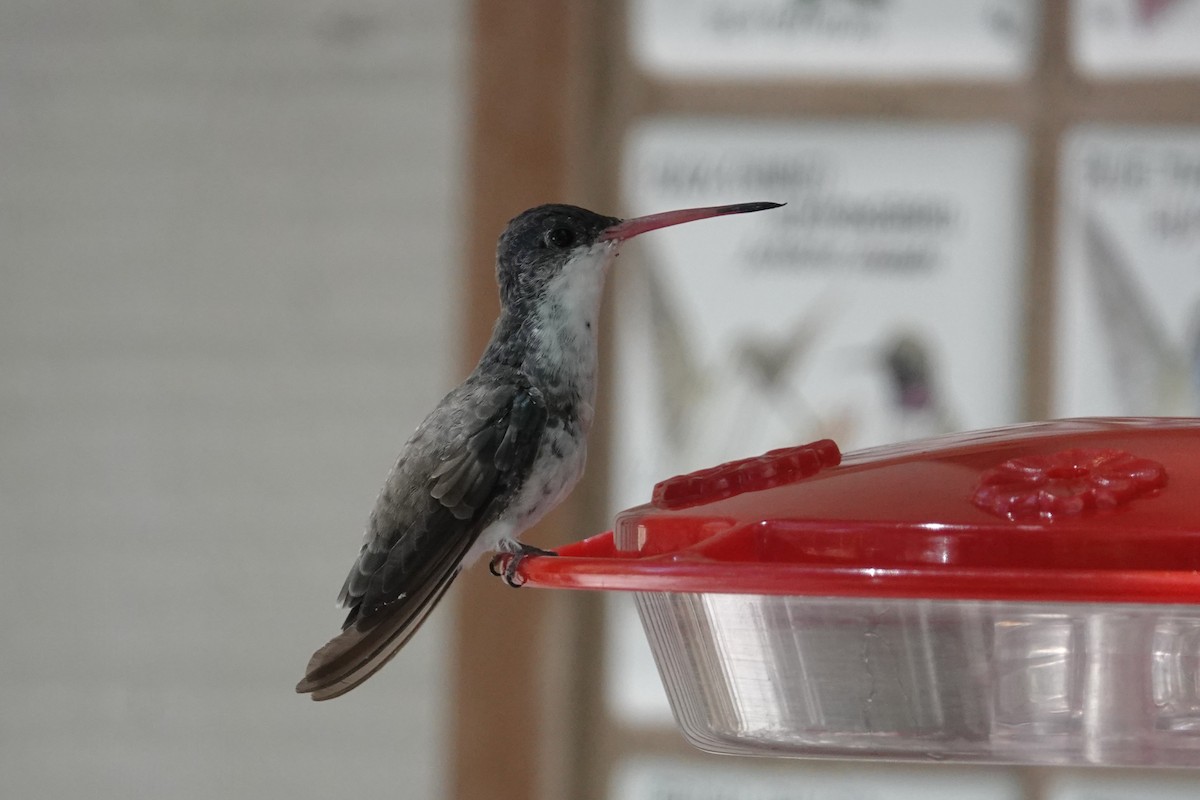 Violet-crowned Hummingbird - ML620762343