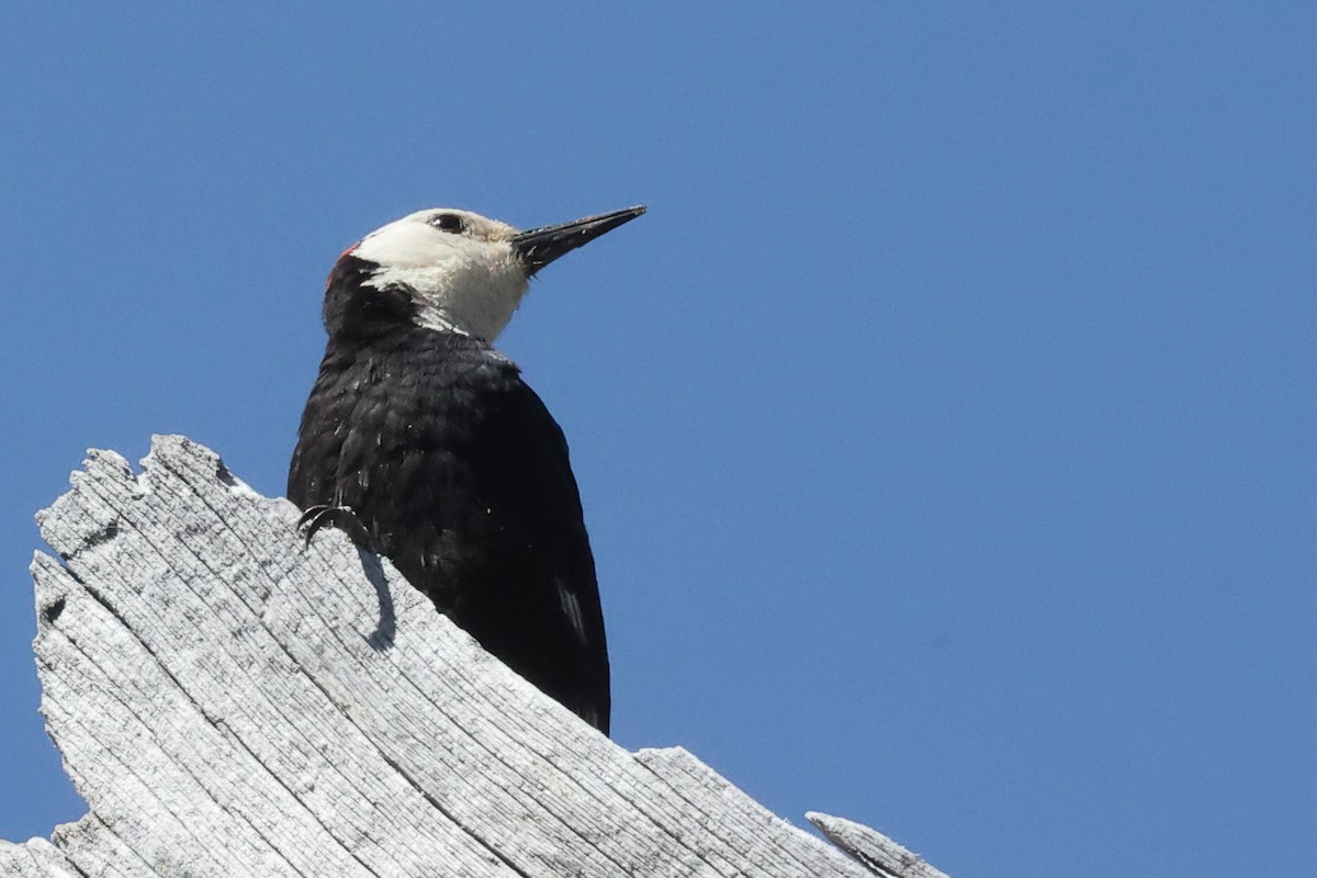 White-headed Woodpecker - ML620762344