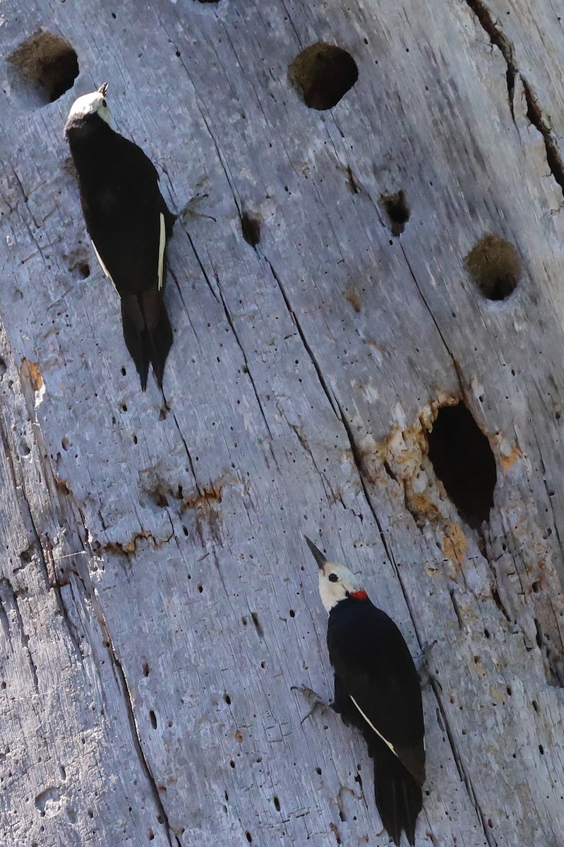 White-headed Woodpecker - ML620762346