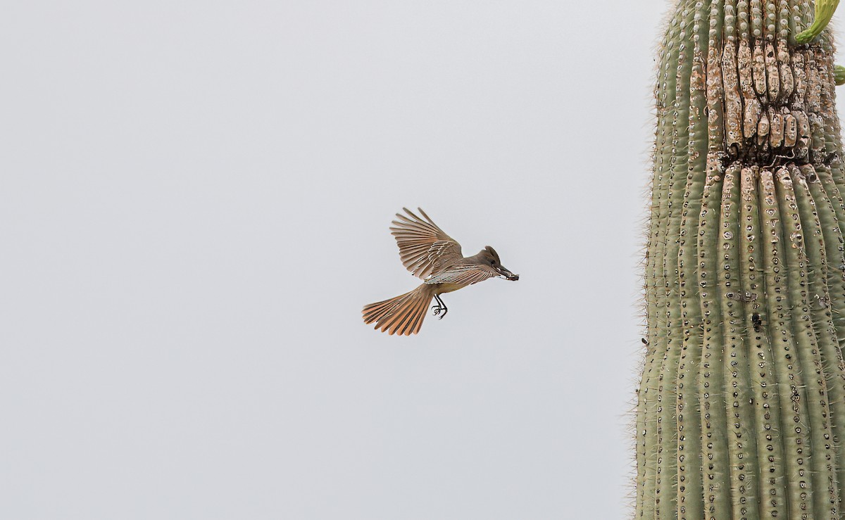 Brown-crested Flycatcher - ML620762350