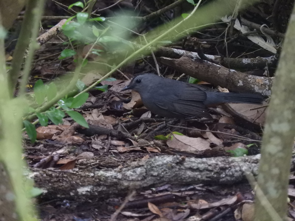 Gray Catbird - ML620762352