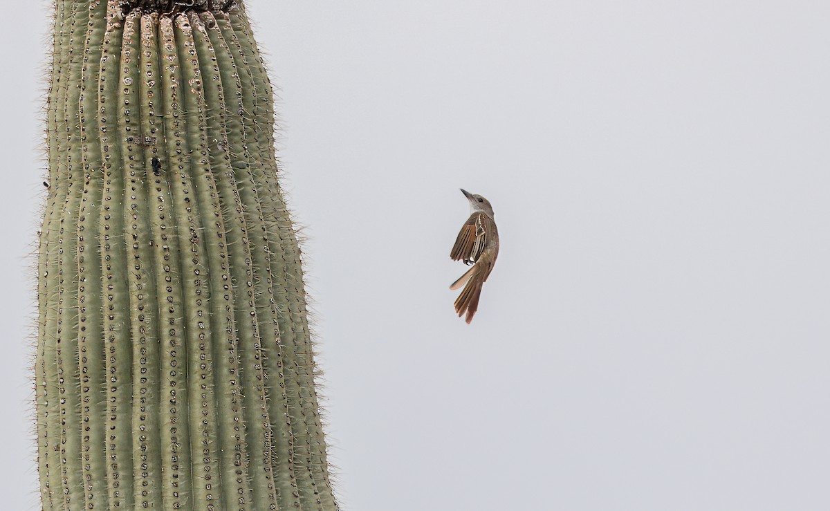 Brown-crested Flycatcher - ML620762354